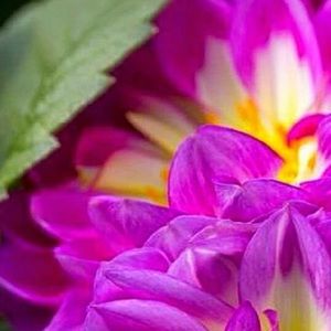 Meet your Posher, Gloria jean